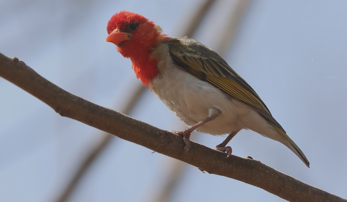 Red-headed Weaver - ML645543069