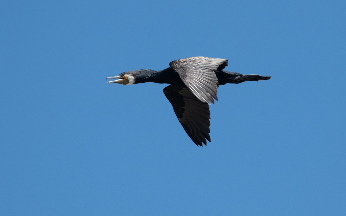 Great Cormorant - ML645543075