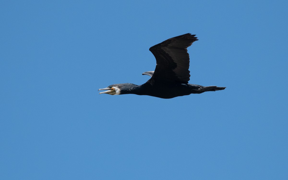 Great Cormorant - ML645543076