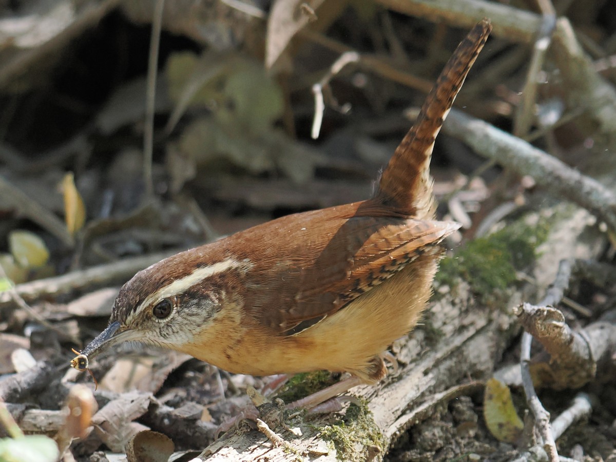 Carolina Wren - ML645543079
