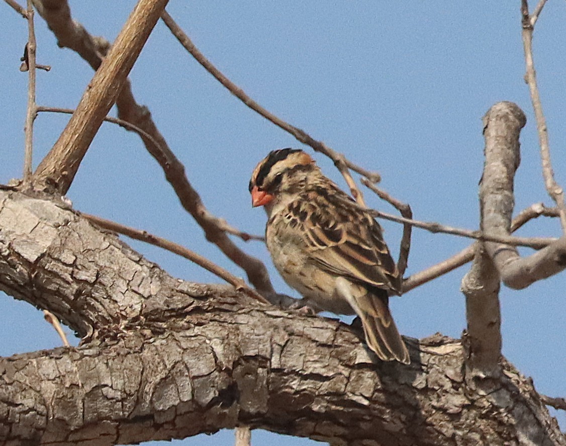 針尾維達雀 - ML645543088