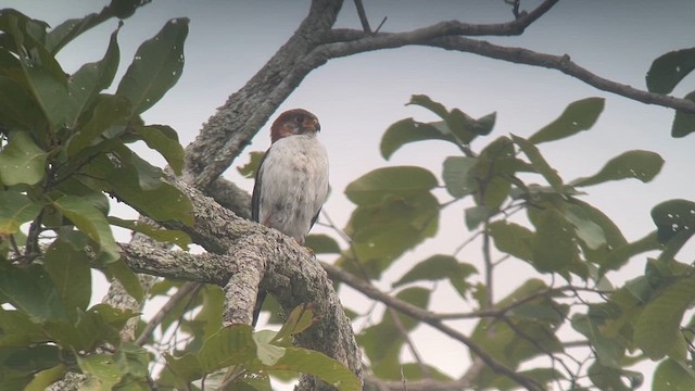 White-rumped Falcon - ML645543089