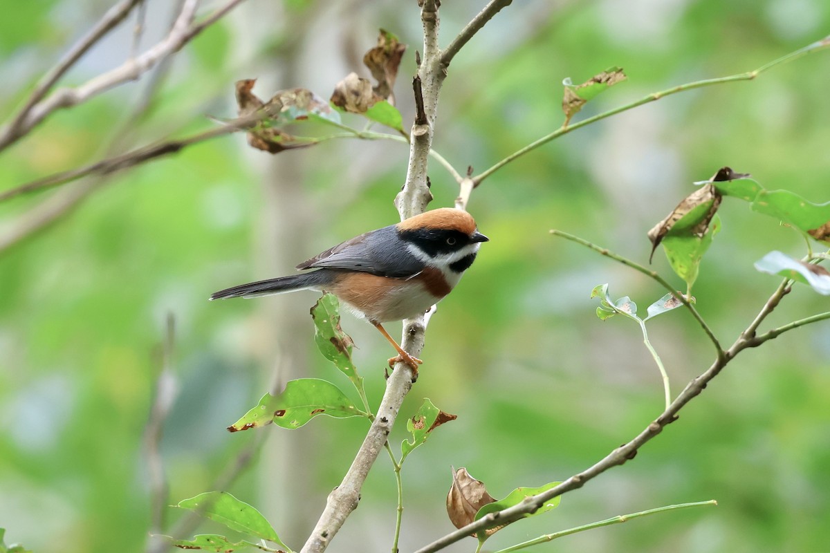 Black-throated Tit - ML645543094