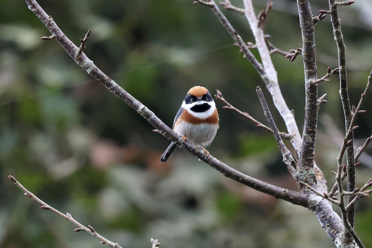 紅頭山雀 - ML645543095