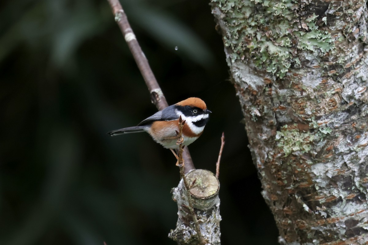 紅頭山雀 - ML645543096