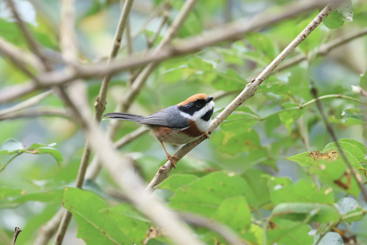 紅頭山雀 - ML645543097