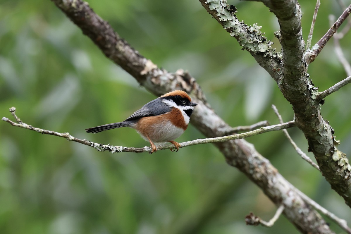 紅頭山雀 - ML645543098