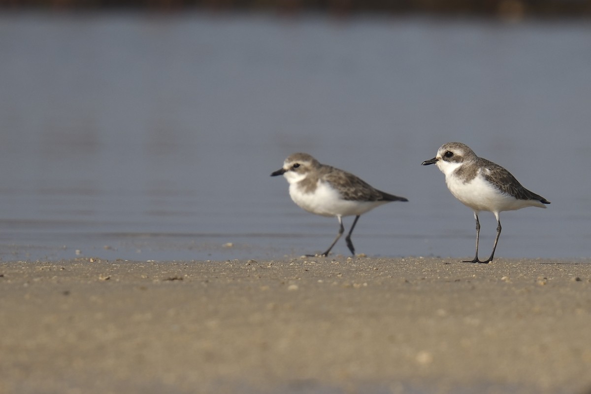 Tibet Cılıbıtı - ML645543099
