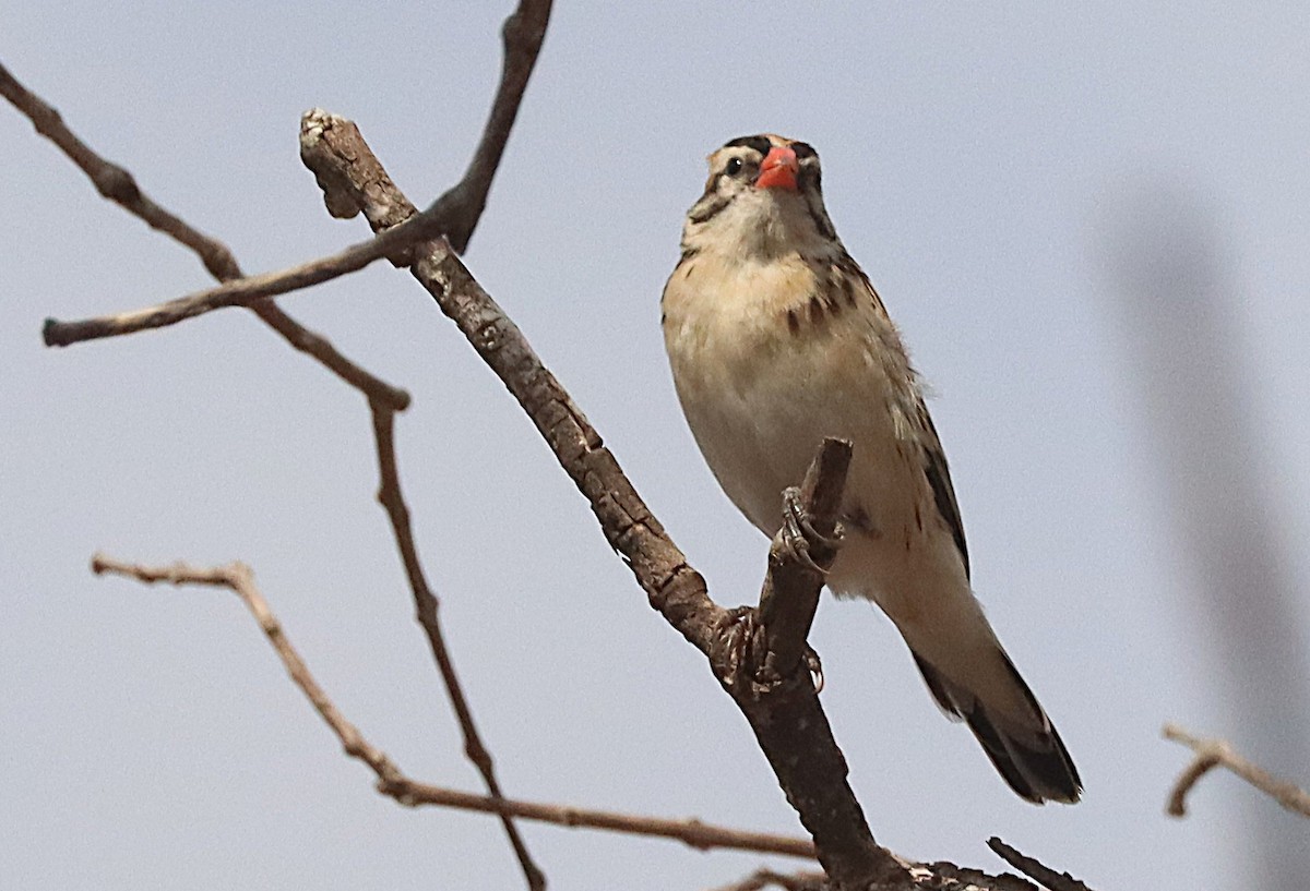 針尾維達雀 - ML645543100