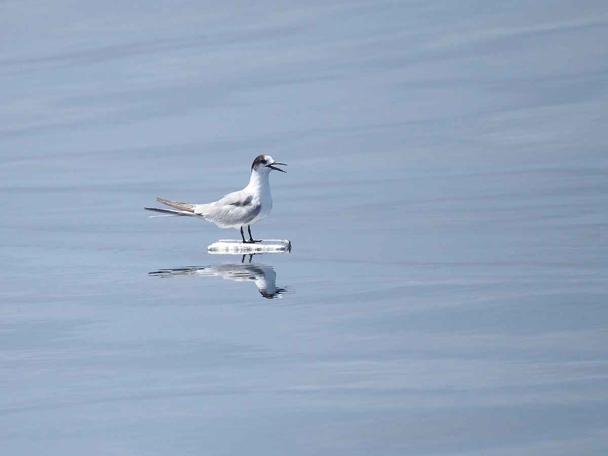 燕鷗 - ML645543101