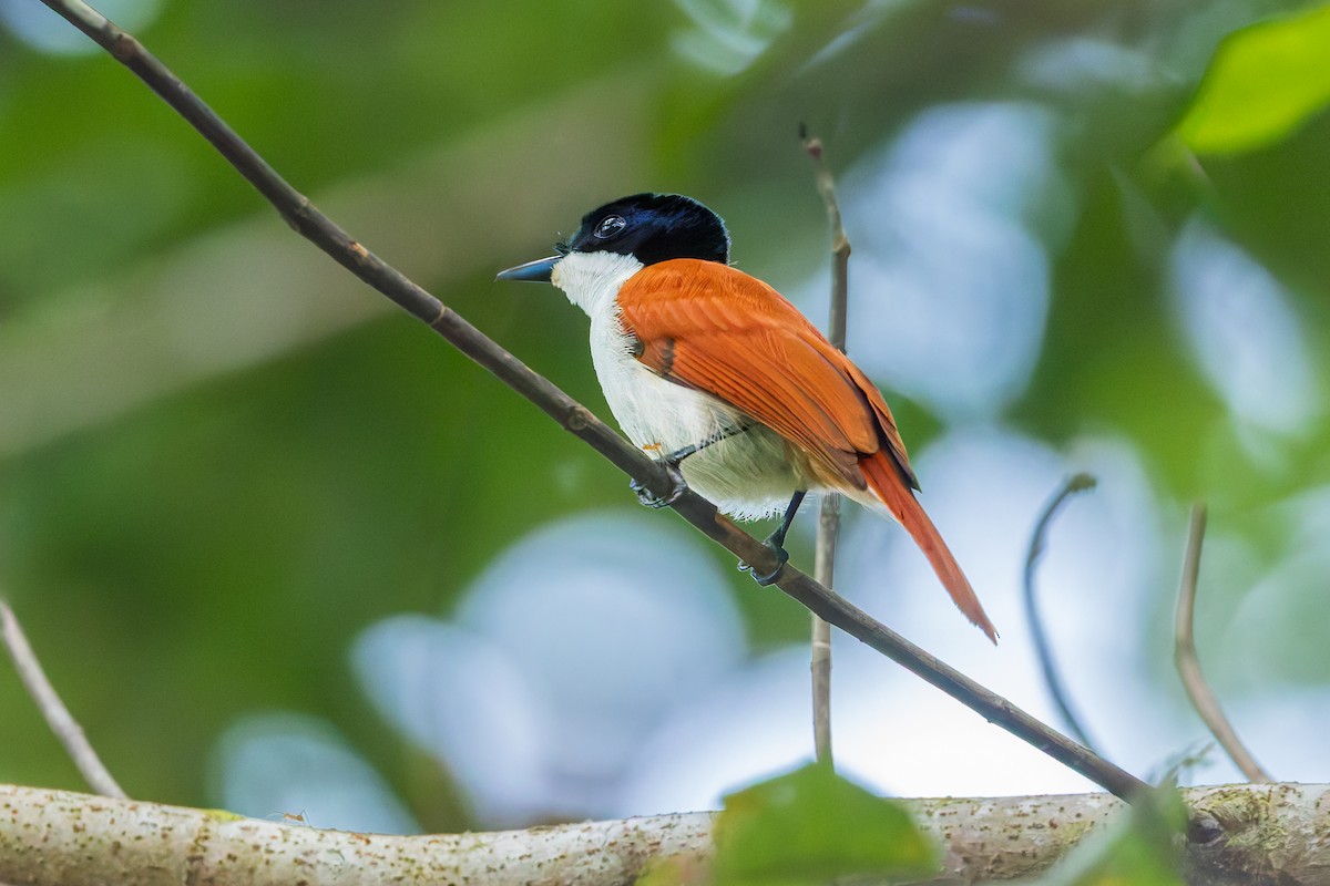 Shining Flycatcher - ML645543103