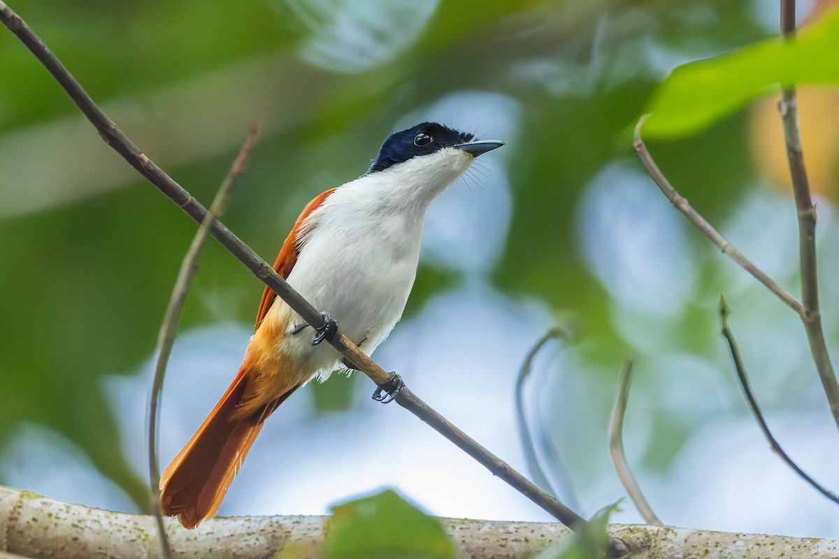 Shining Flycatcher - ML645543104