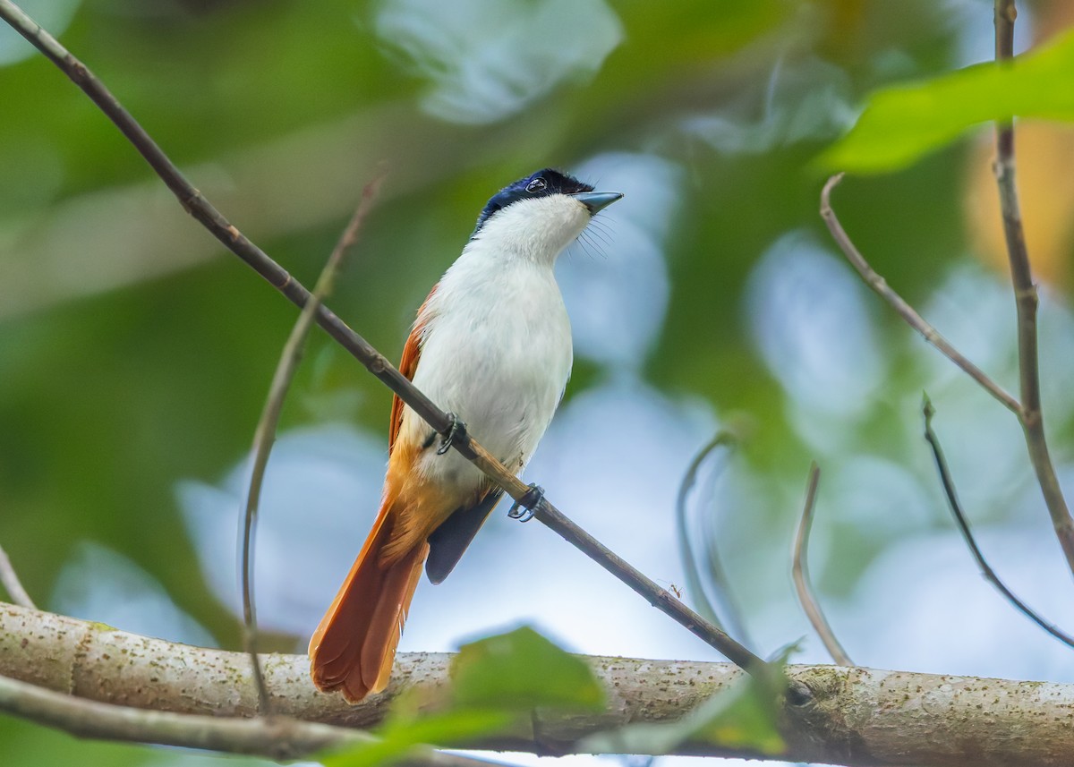 Shining Flycatcher - ML645543105
