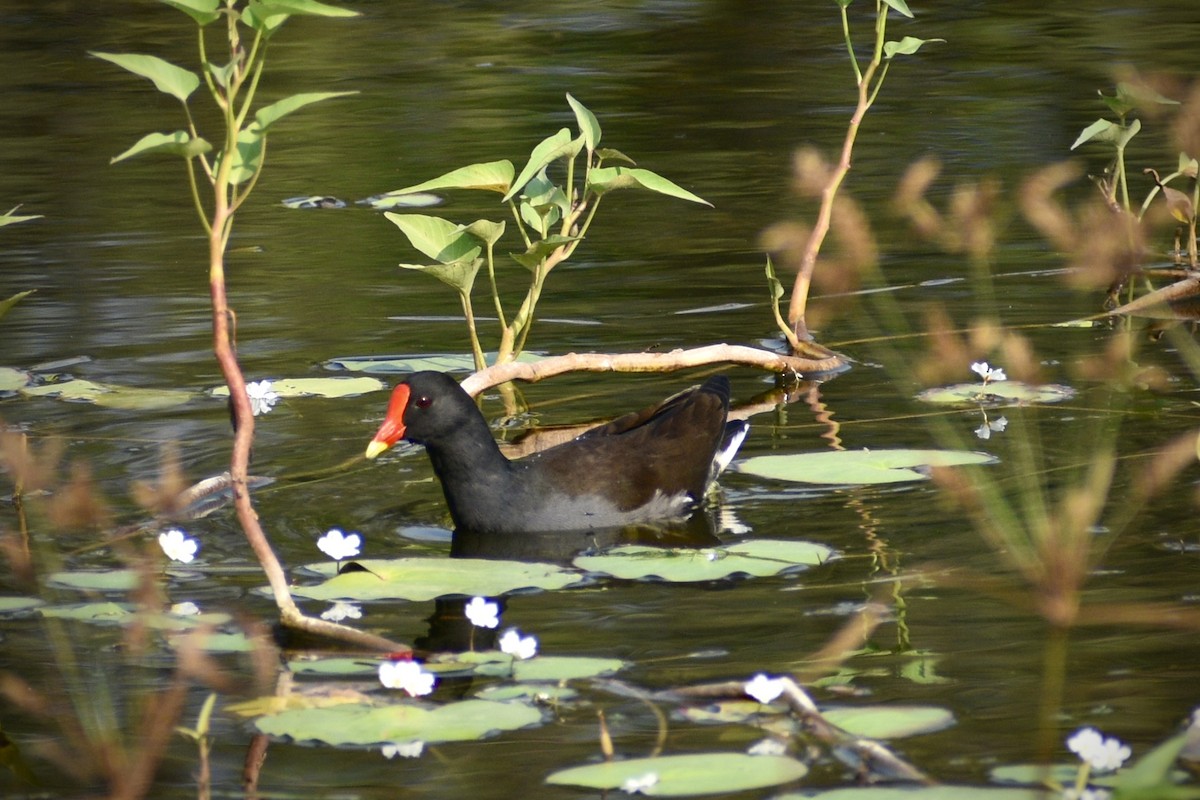 紅冠水雞 - ML645543109