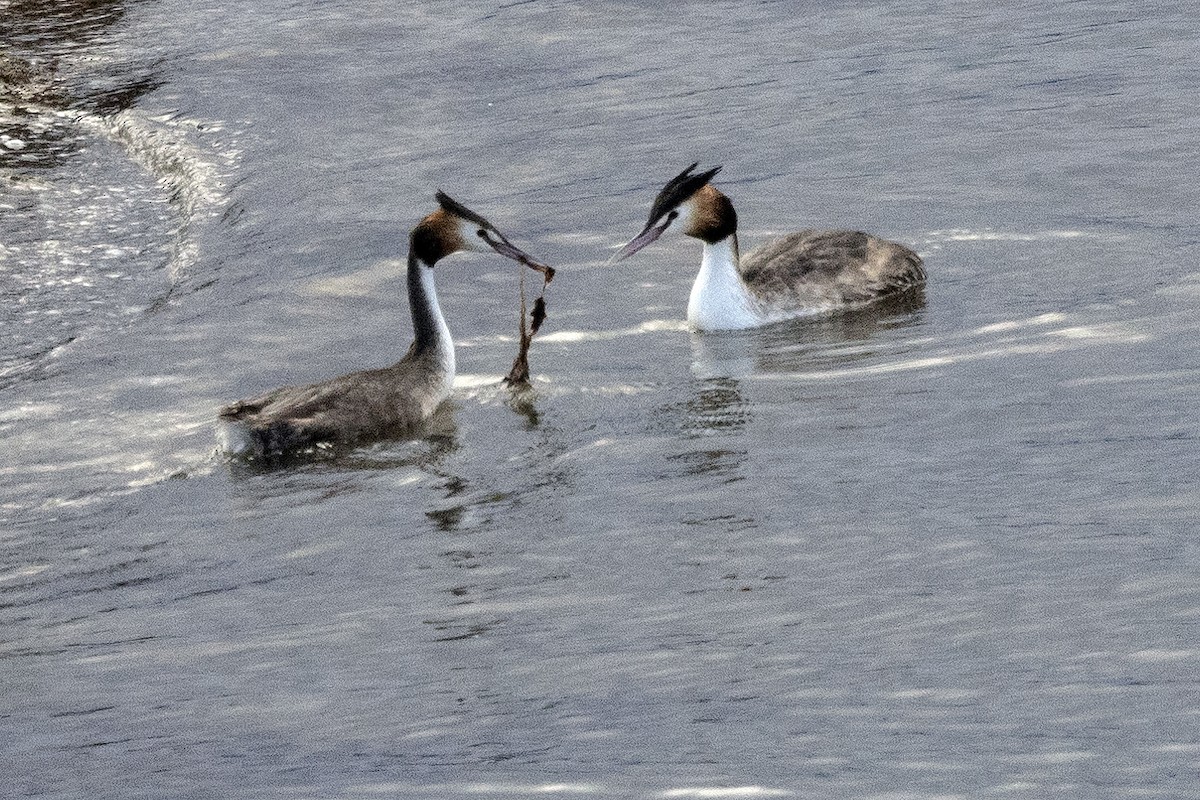 冠鸊鷉 - ML645543110