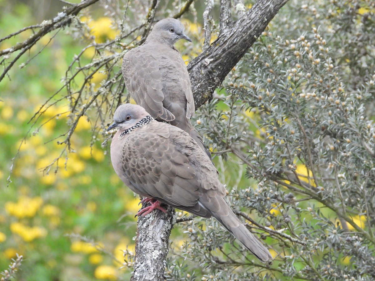 珠頸斑鳩 - ML645543111