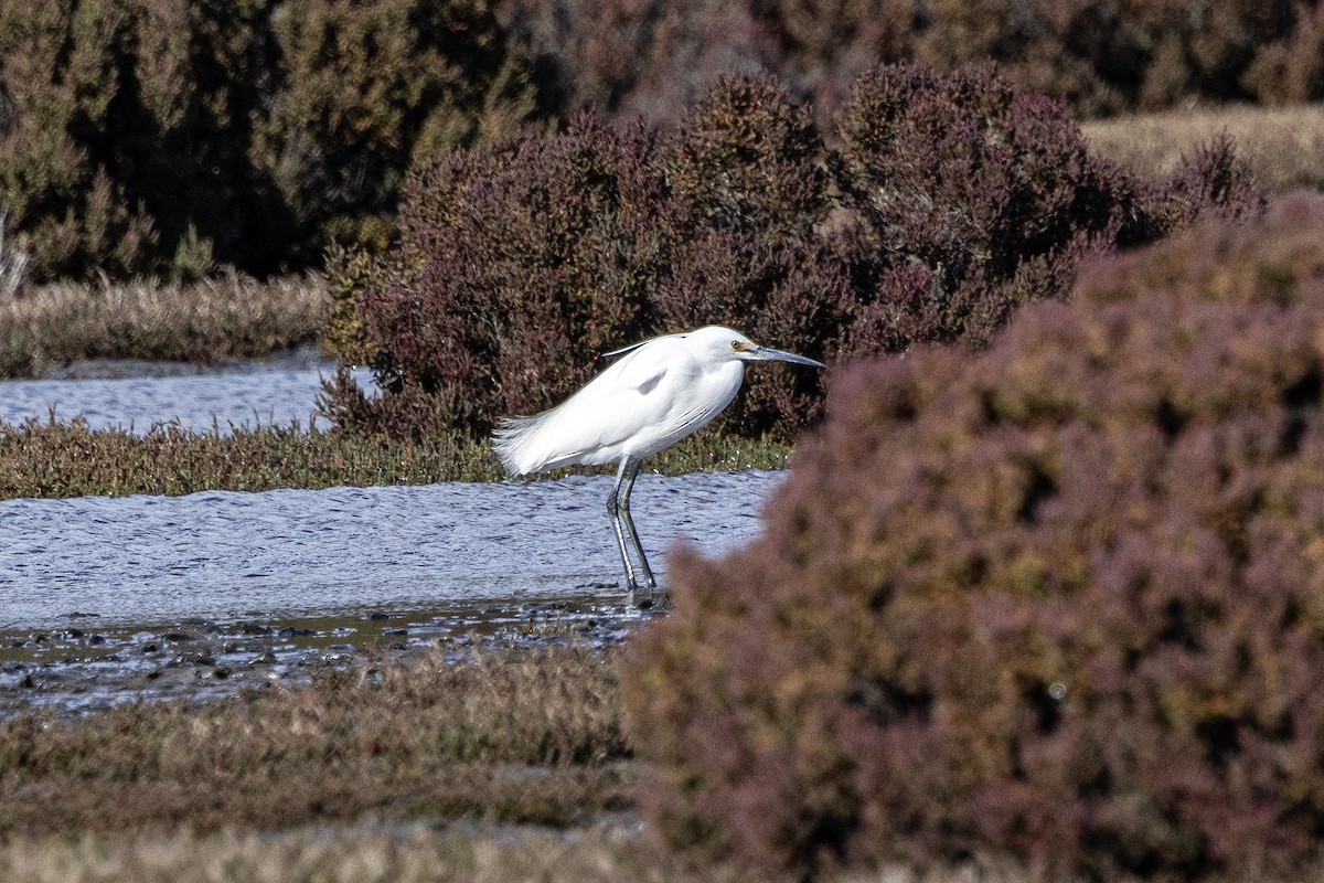 小白鷺 - ML645543113