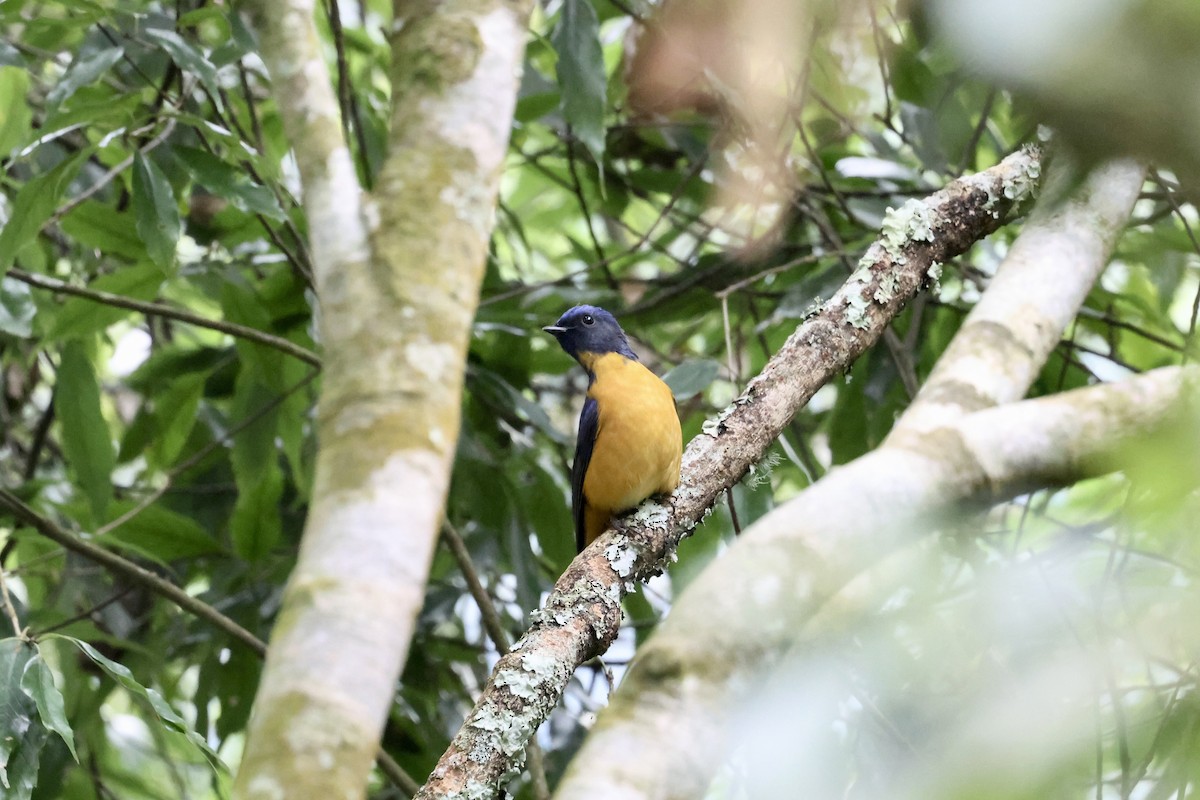 黃腹琉璃 - ML645543114