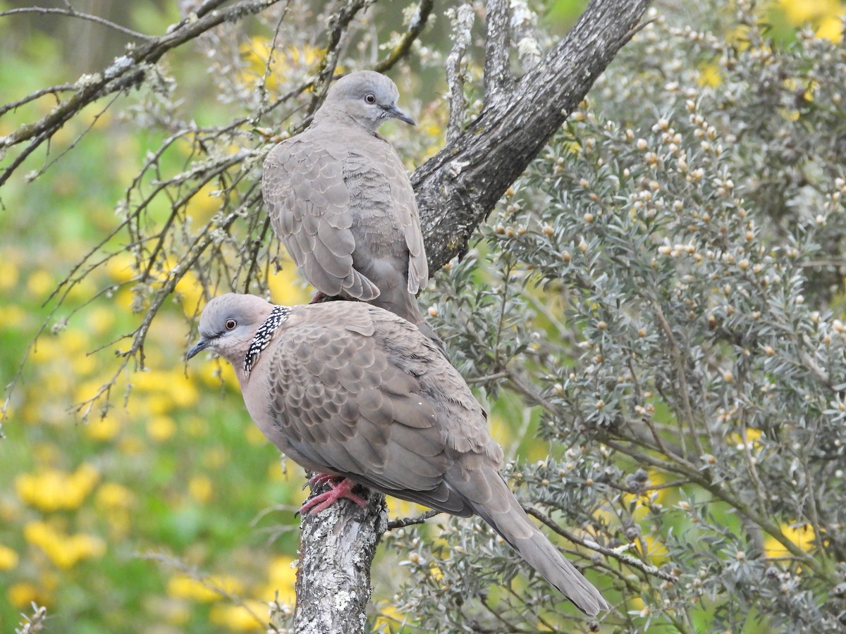 珠頸斑鳩 - ML645543115