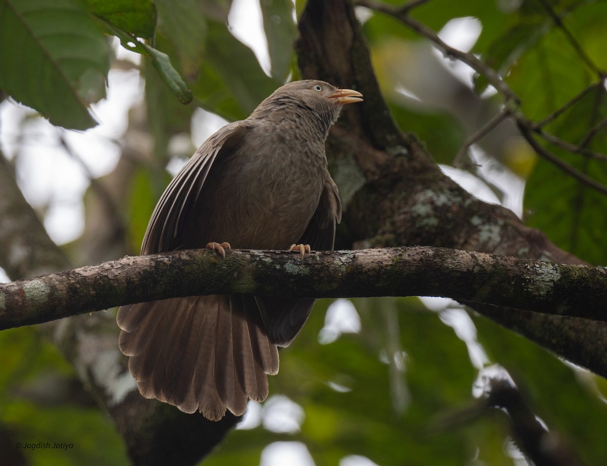 Yellow-billed Babbler - ML645543116