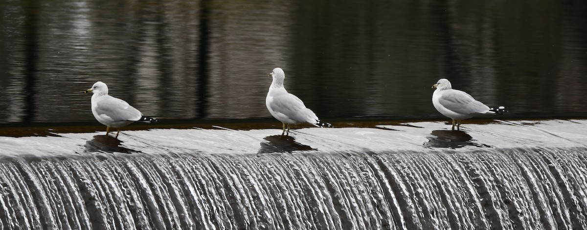 Ring-billed Gull - ML645543117