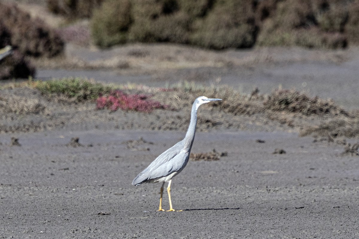 白臉鷺 - ML645543118