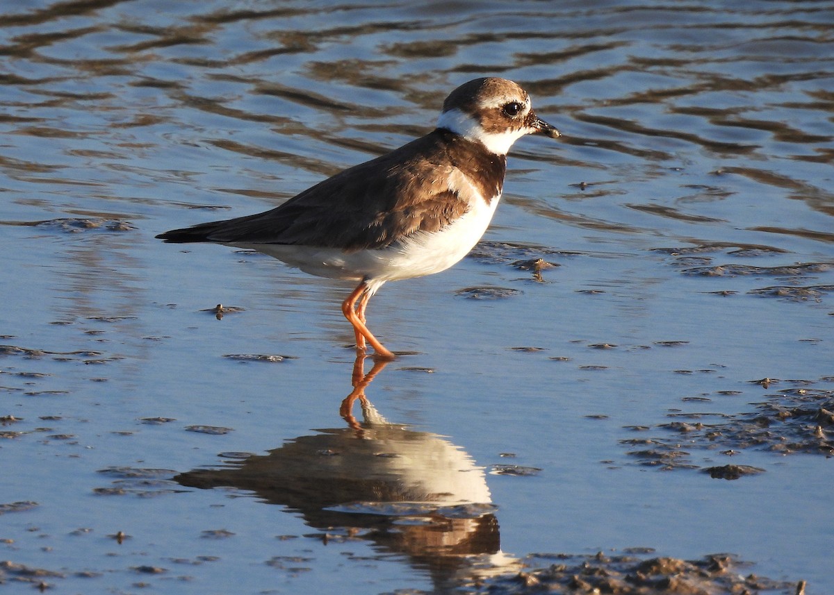 環頸鴴 - ML645543119