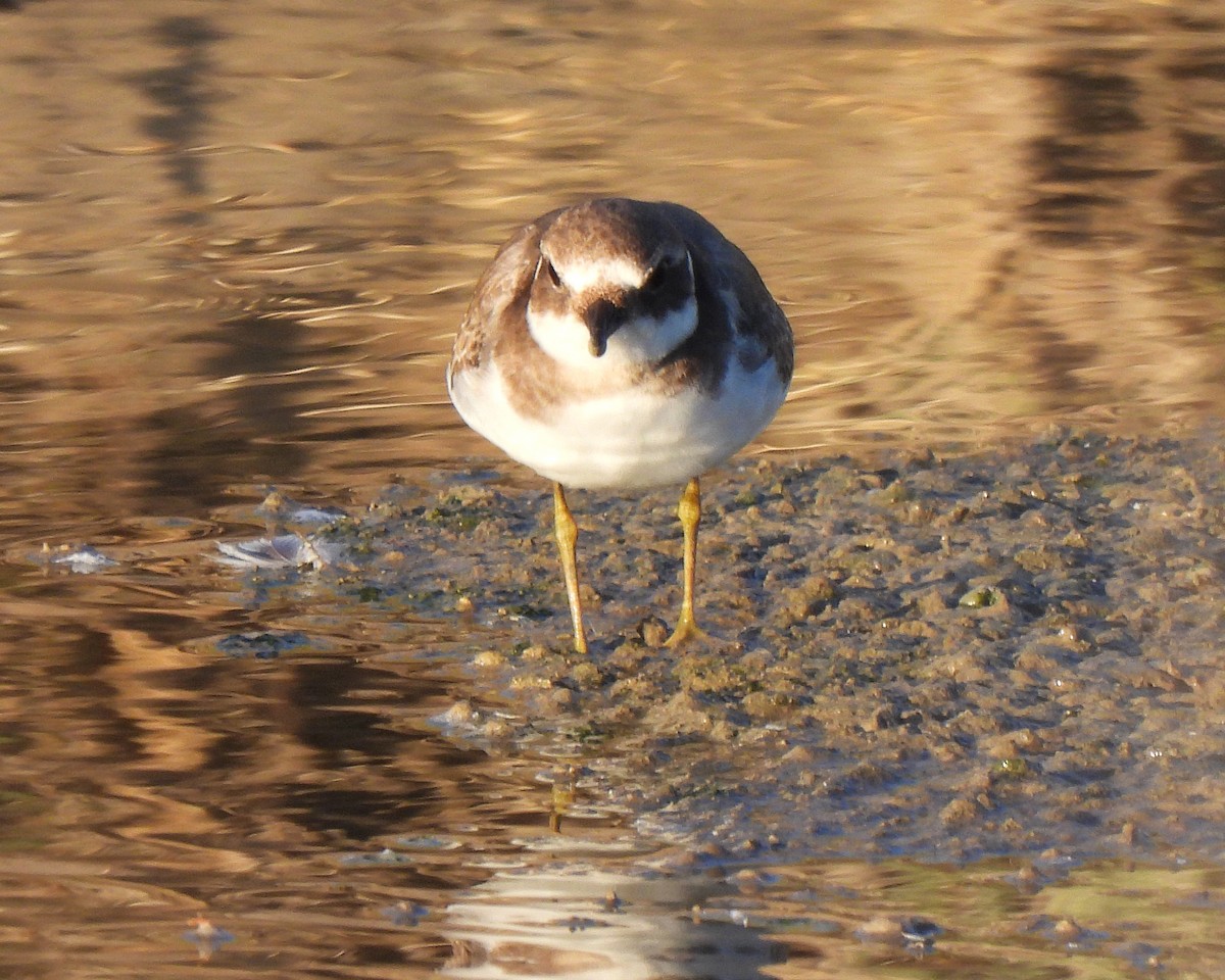 環頸鴴 - ML645543120