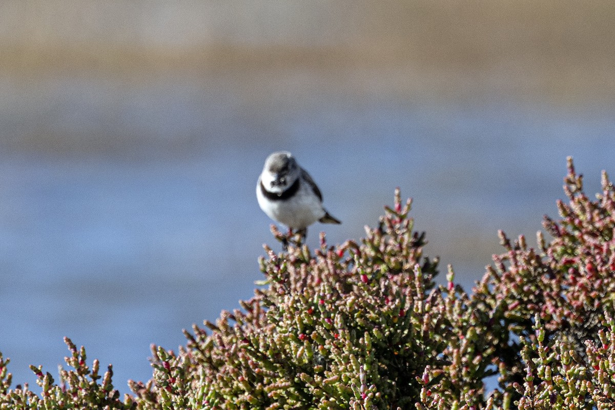 White-fronted Chat - ML645543122