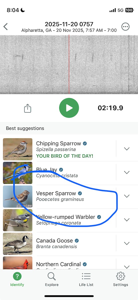 Vesper Sparrow - ML645543124