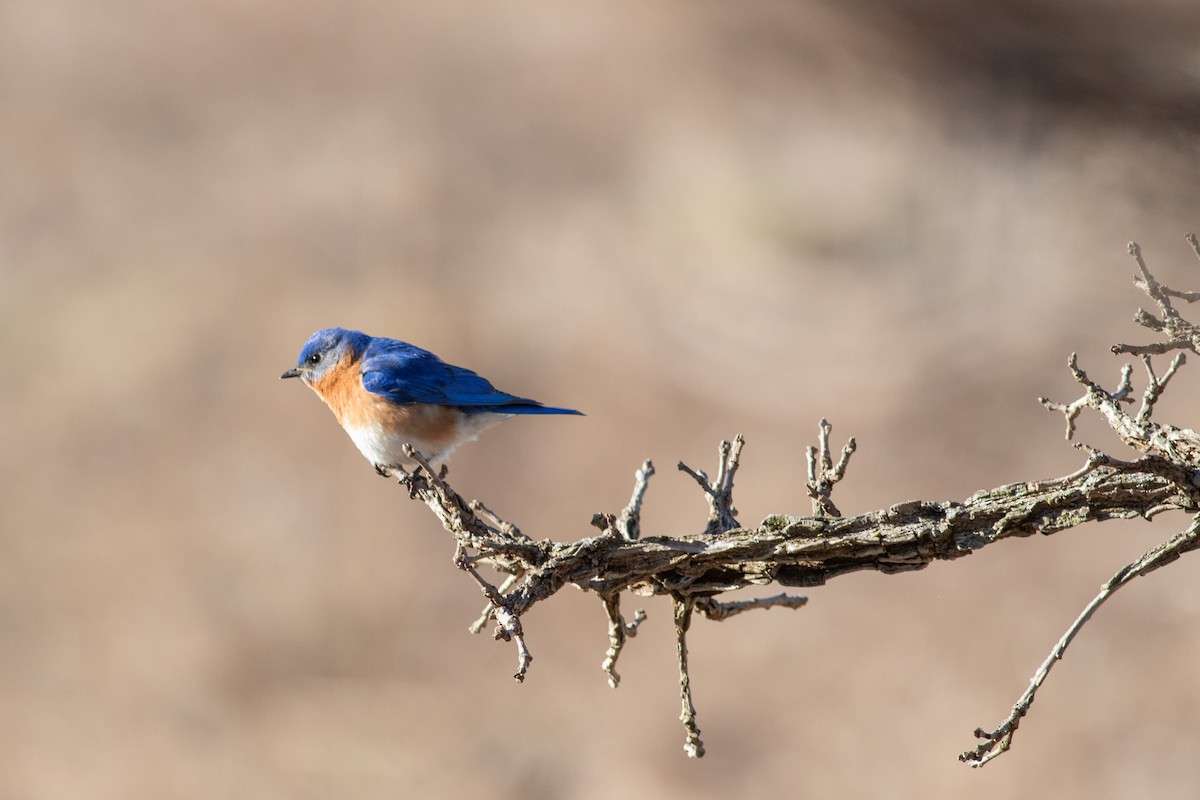 Eastern Bluebird - ML645543125