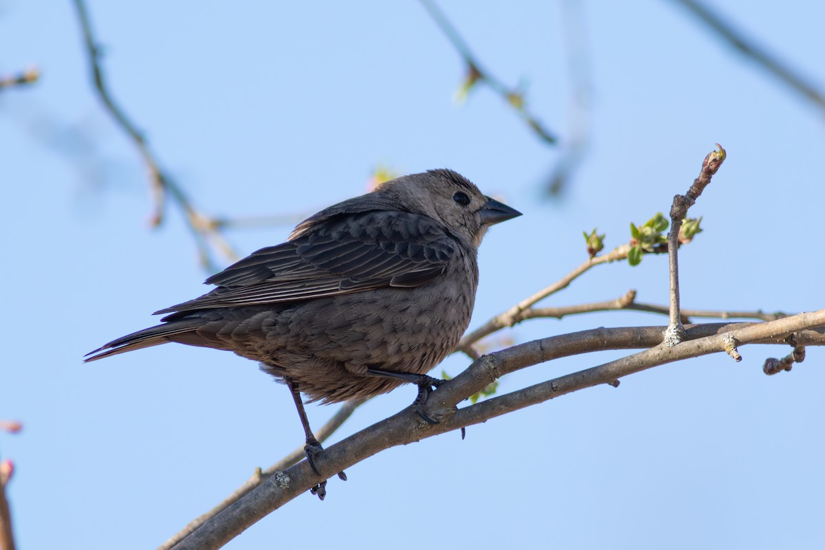 Brown-headed Cowbird - ML645543128