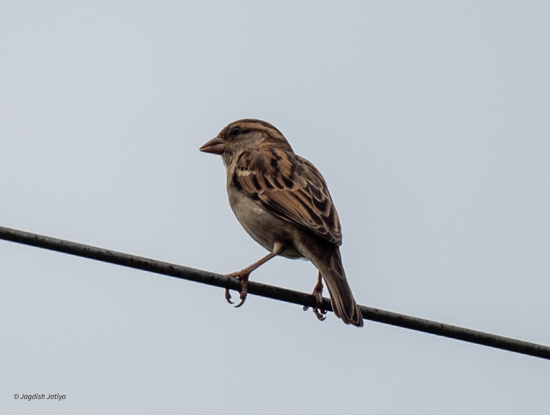 家麻雀 - ML645543129