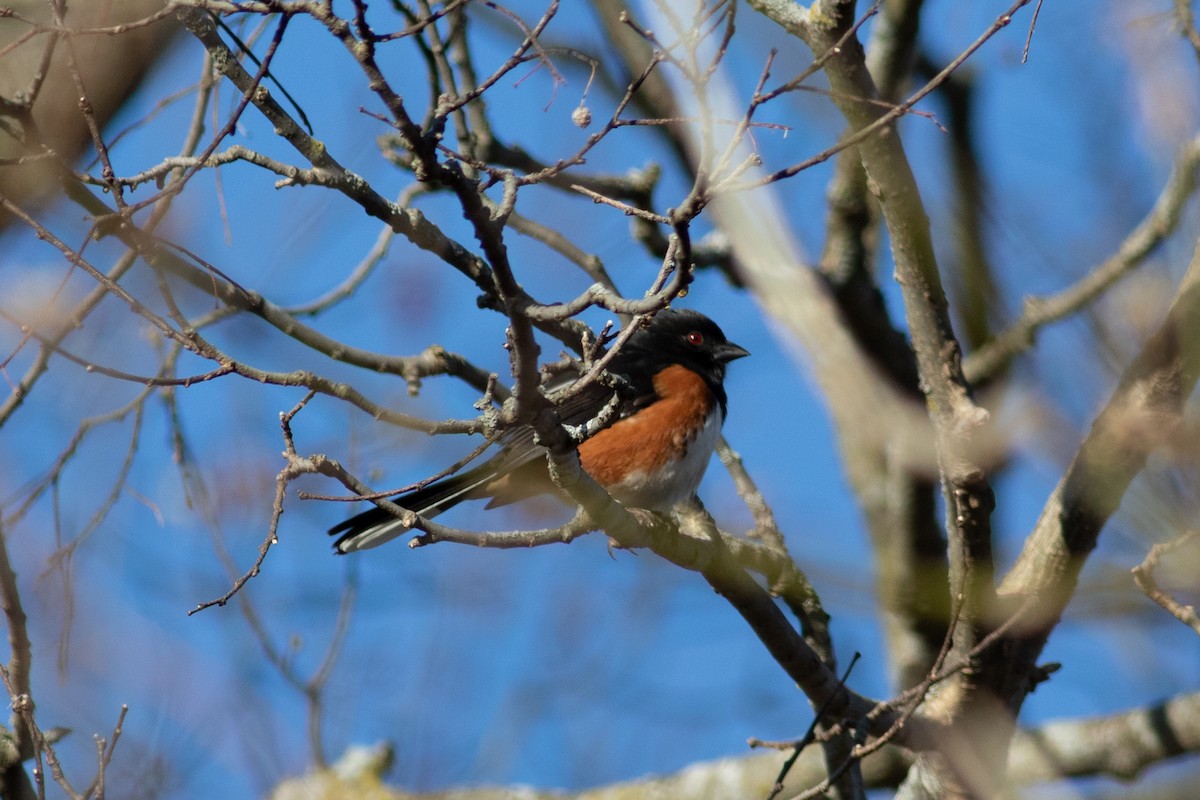 Eastern Towhee - ML645543135