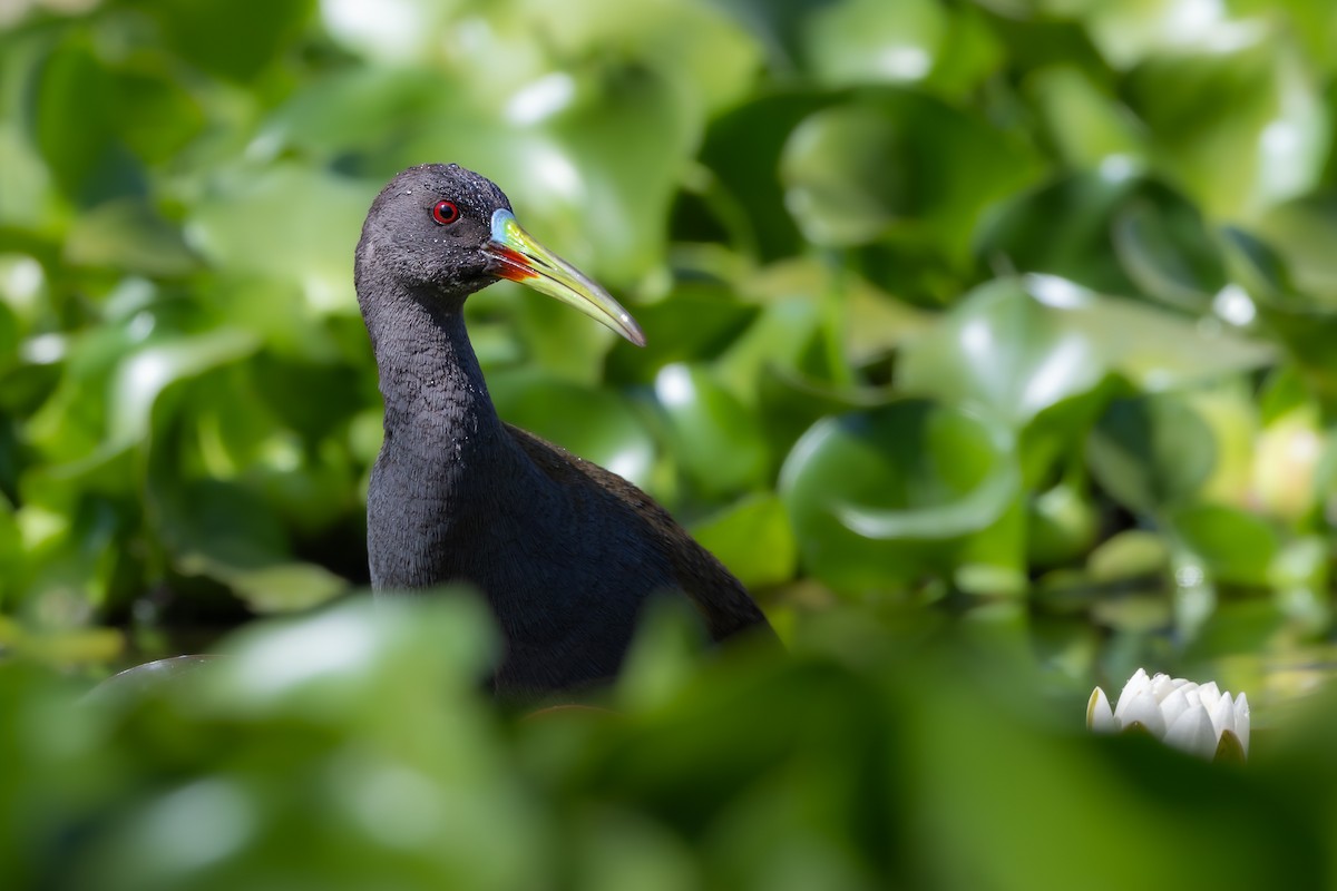 Plumbeous Rail - ML645543136