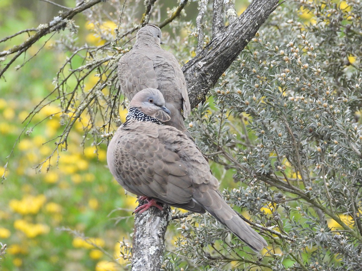 珠頸斑鳩 - ML645543137