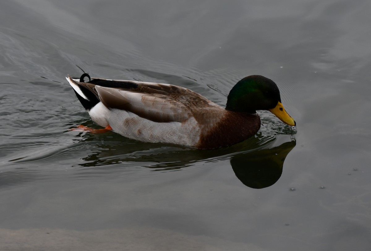 綠頭鴨 - ML645543139