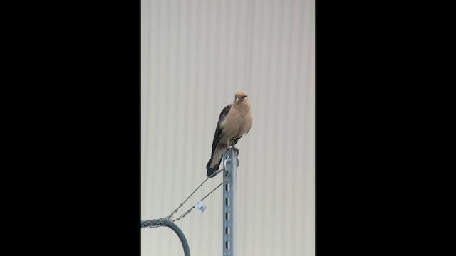 Yellow-headed Caracara - ML645543145