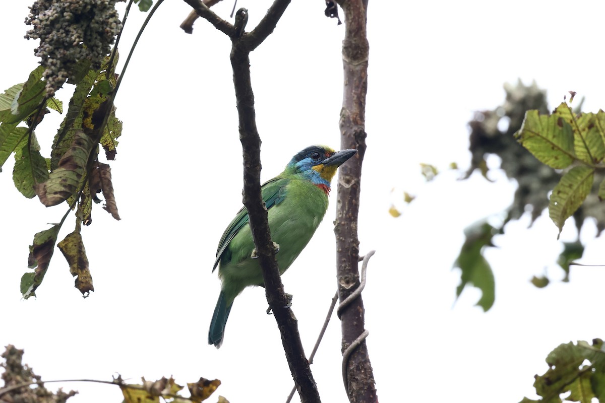 Taiwan Barbet - ML645543156