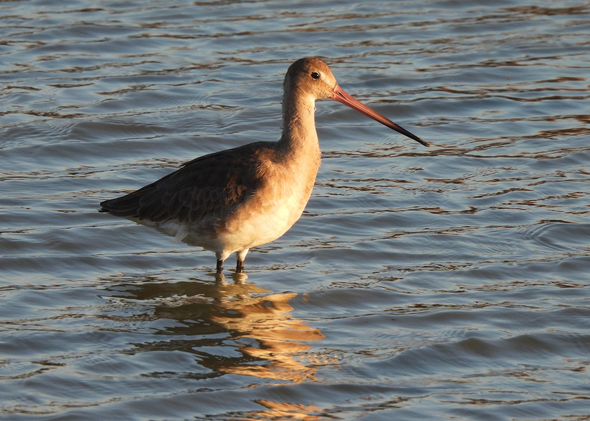 לימוזה מצויה - ML645543158