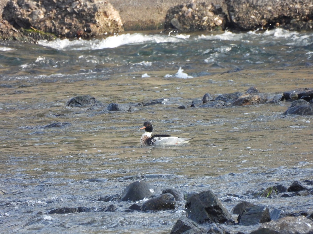 Red-breasted Merganser - ML645543159