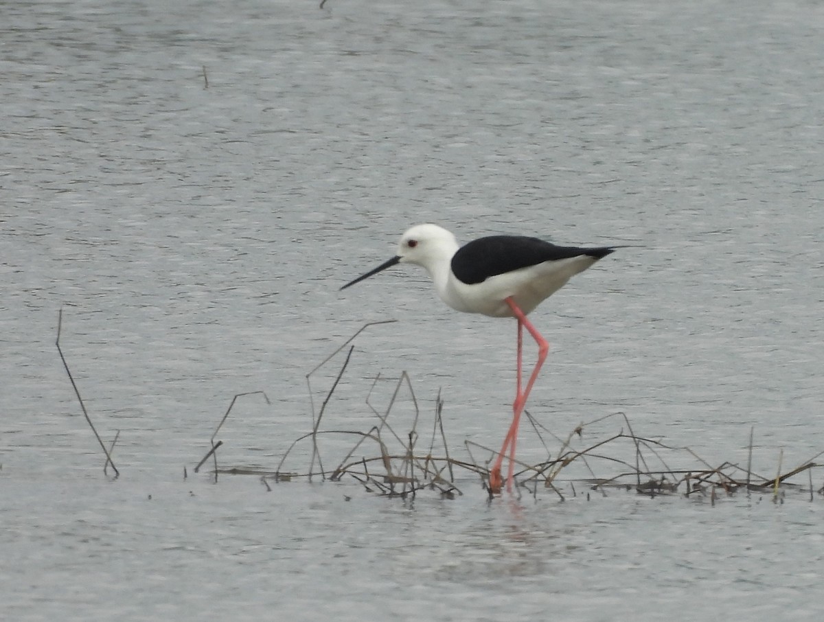 Black-winged Stilt - ML645543181