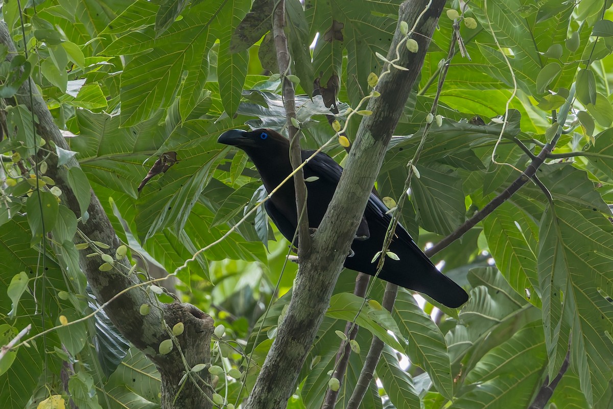 Corneille à tête brune - ML645543187