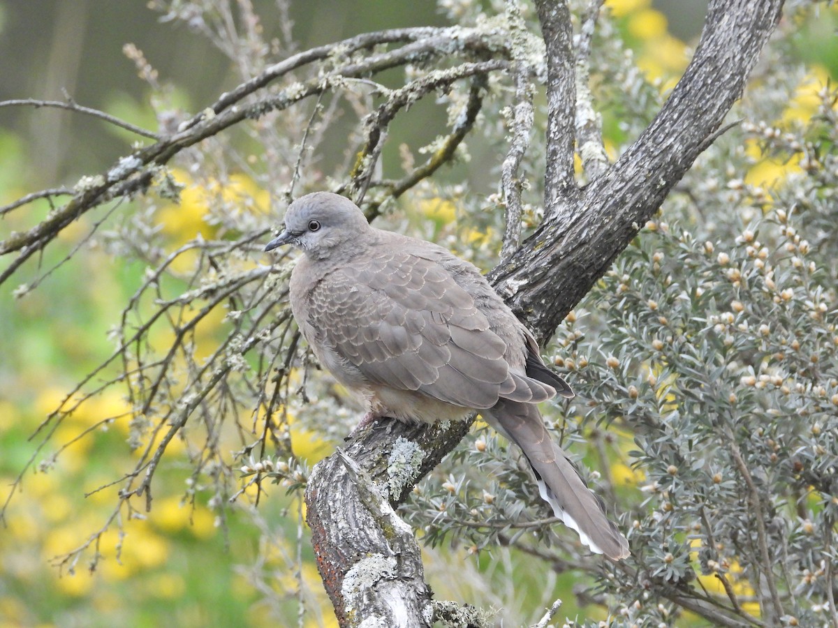 Tourterelle tigrine - ML645543188