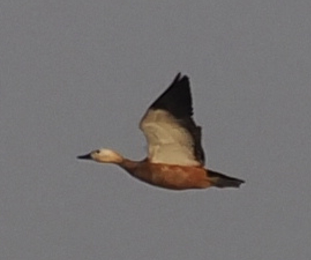 Tadorne casarca - ML645543189