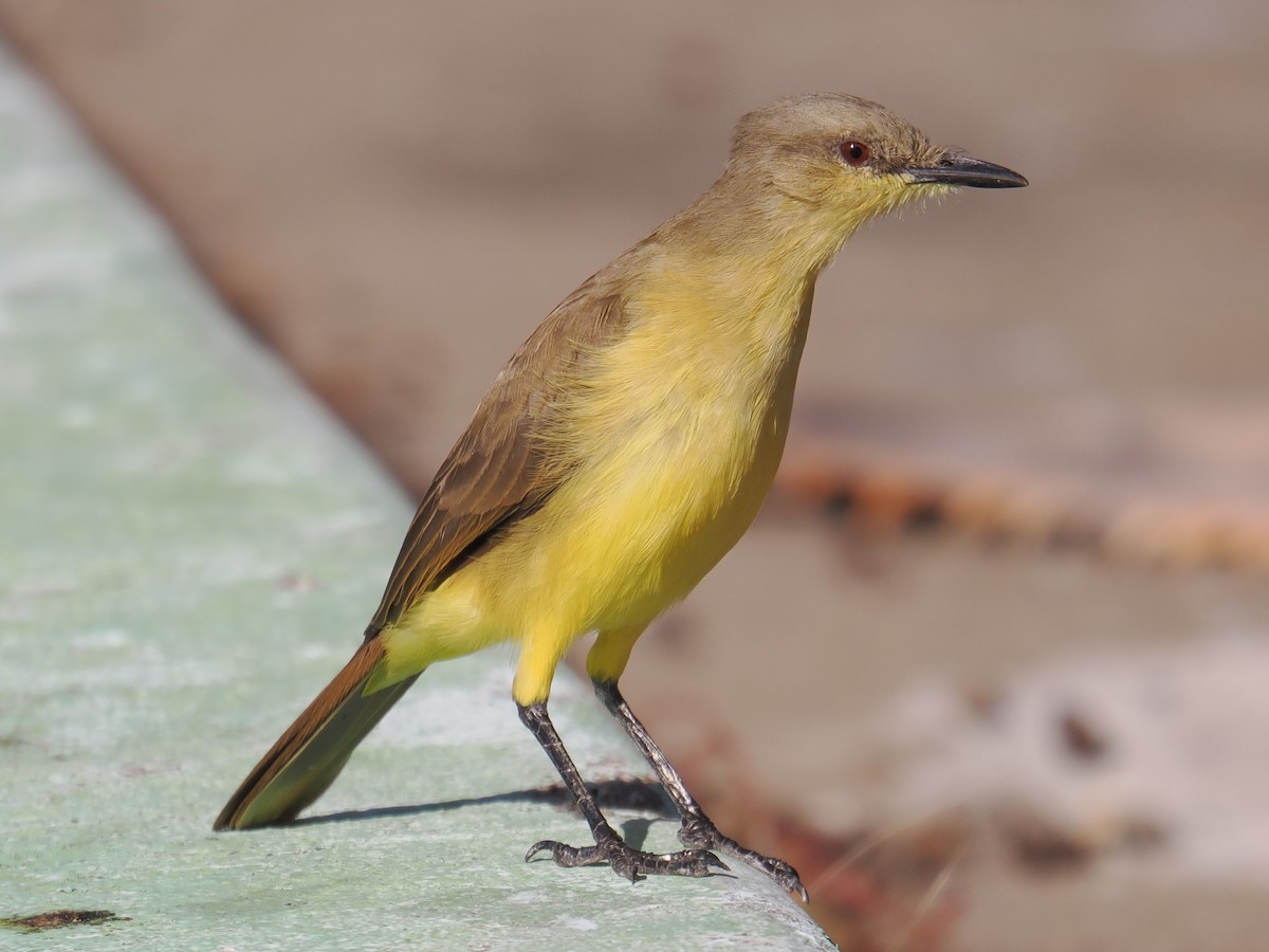 Tyran querelleur - ML645543190