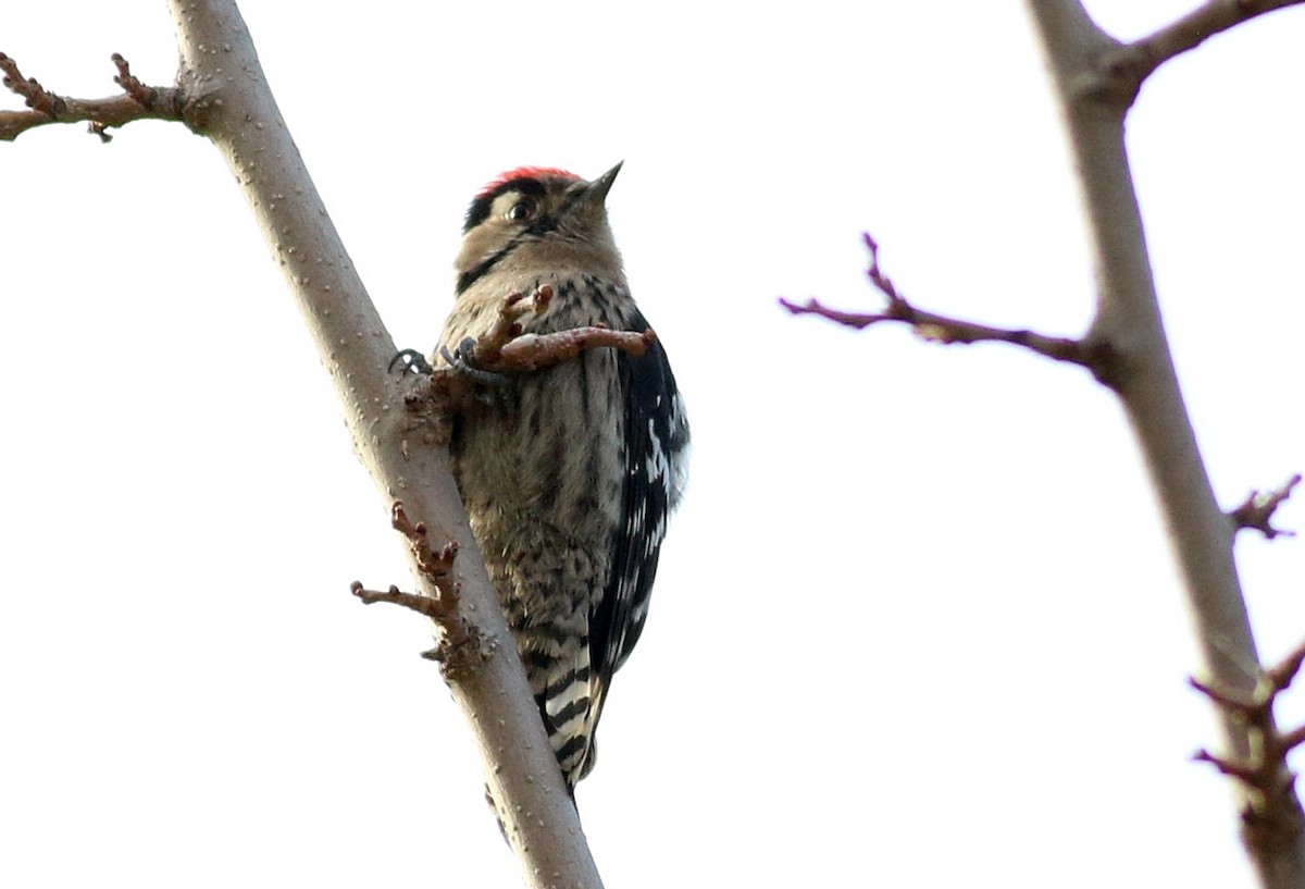 Pic épeichette - ML645543191