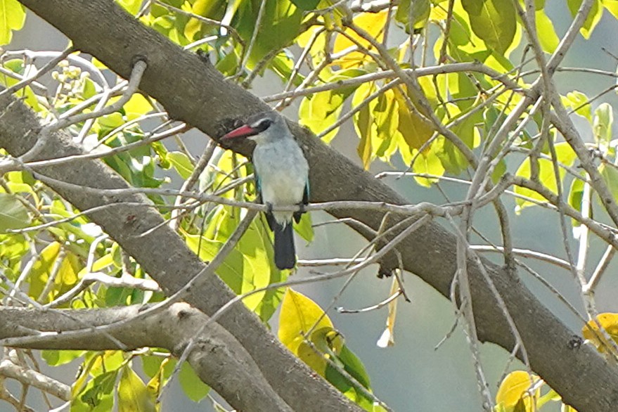 Martin-chasseur du Sénégal - ML645543192