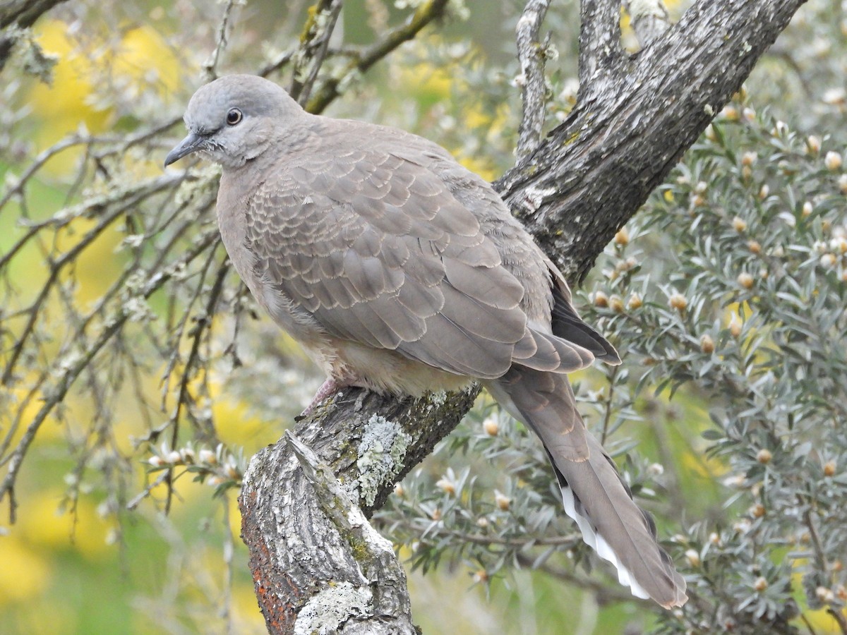 Tourterelle tigrine - ML645543193