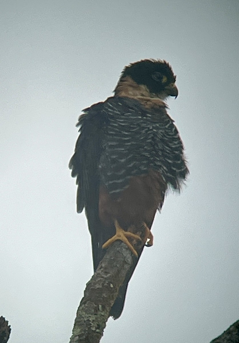 Faucon des chauves-souris - ML645543194